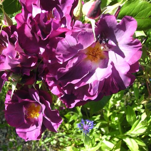 Gärtnerei - Rosa Princess Sibilla de Luxembourg™ - violett - kletterrosen - diskret duftend - Pierre Orard - Kletterrose mit dunkellila Blüten und würzigem Duft.